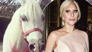 Lady Gaga được tặng một chú ngựa trắng nhân dịp Giáng Sinh