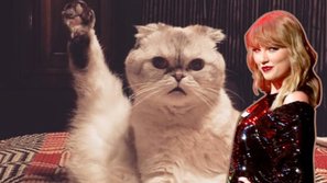 Ăn đứt 'linh vật chợ Hải Phòng', mèo cưng của Taylor Swift giờ còn tranh cả giải iHeartRadio Music Awards 2018