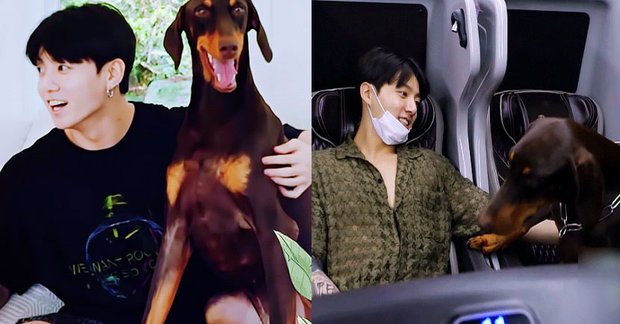 Chú chó Jungkook BTS đáng yêu là một trong những điểm nhấn trong cuộc sống của anh chàng. Hãy cùng chiêm ngưỡng hình ảnh về chú chó đáng yêu này.