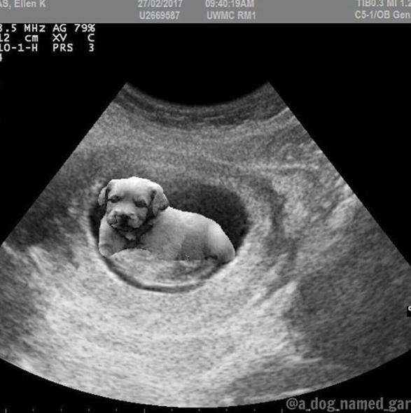 Mẫu hình ảnh siêu âm có con chó Chụp 4D mới nhất năm 2024