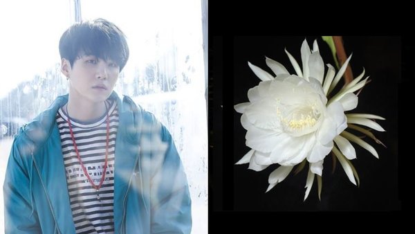 Nếu ở thế giới của các loài hoa, 7 chàng trai BTS sẽ là những bông hoa nào? - Cổng Thông Tin & Thương Mại Việt Nam - Hàn Quốc